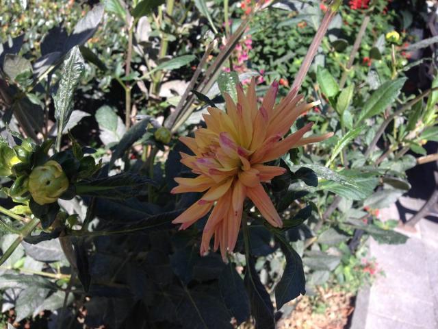 Những mẹo nhỏ giúp chụp ảnh đẹp hơn trên iPhone